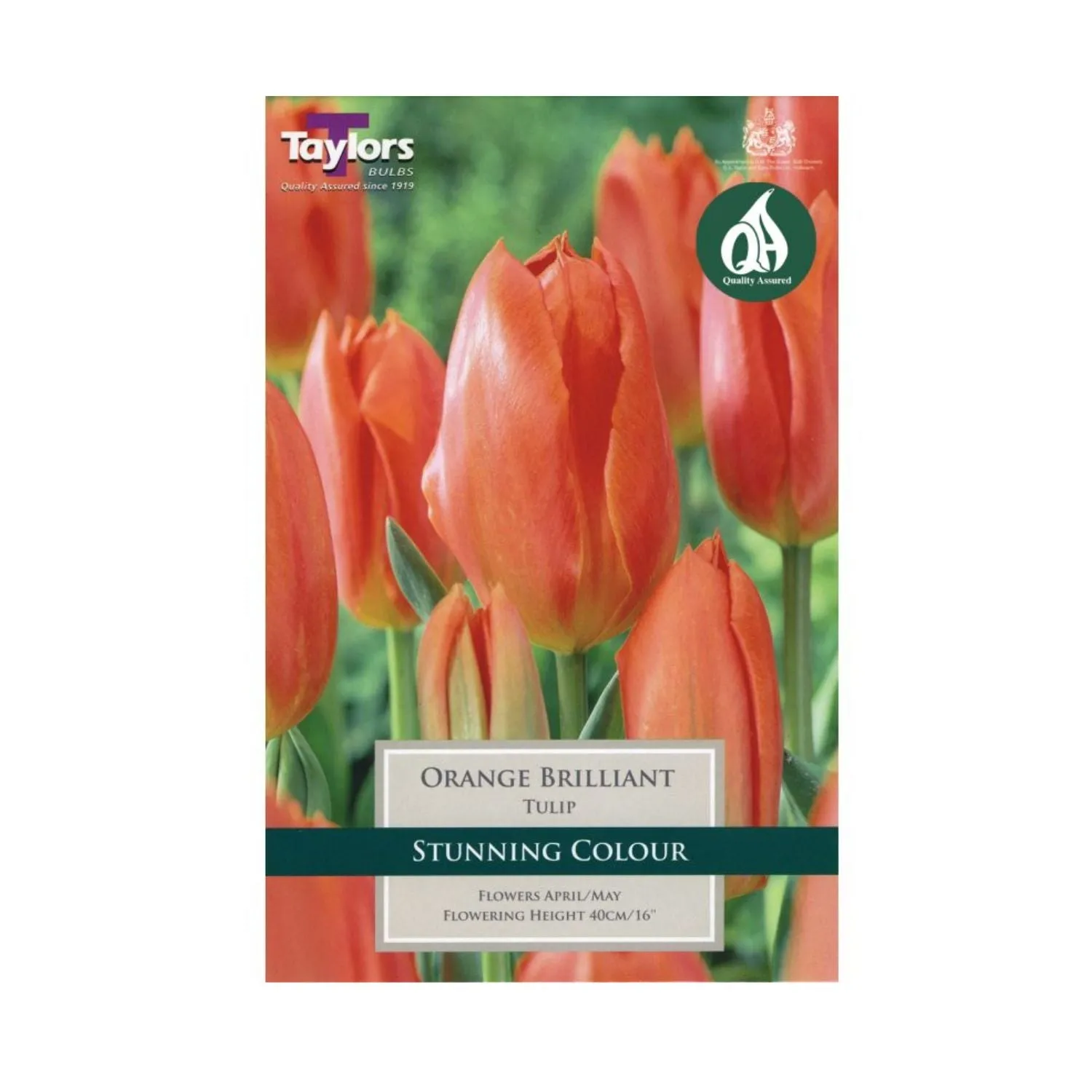 Taylors 9 Orange Brilliant Tulip Bulbs