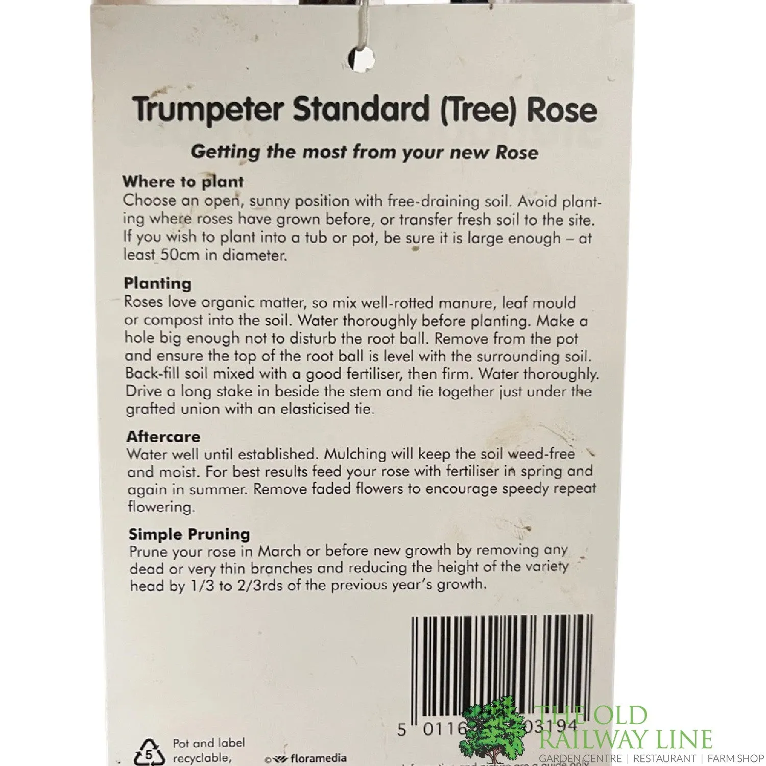 Whartons 'Trumpeter' Red Standard Rose Plant 7.5Ltr Pot