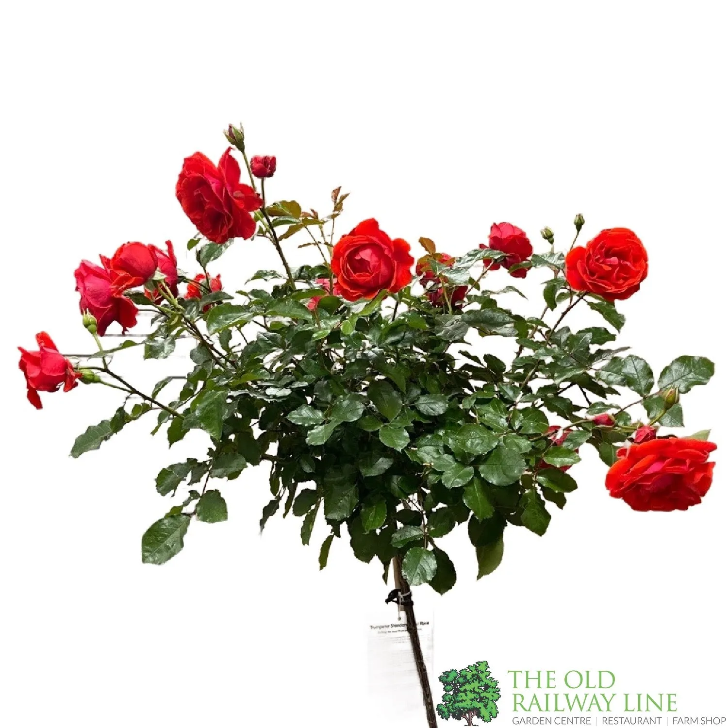 Whartons 'Trumpeter' Red Standard Rose Plant 7.5Ltr Pot