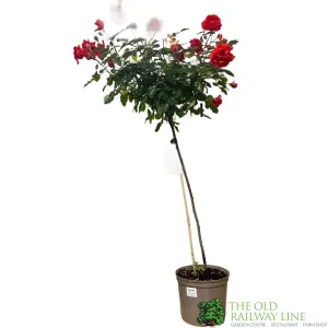 Whartons 'Trumpeter' Red Standard Rose Plant 7.5Ltr Pot