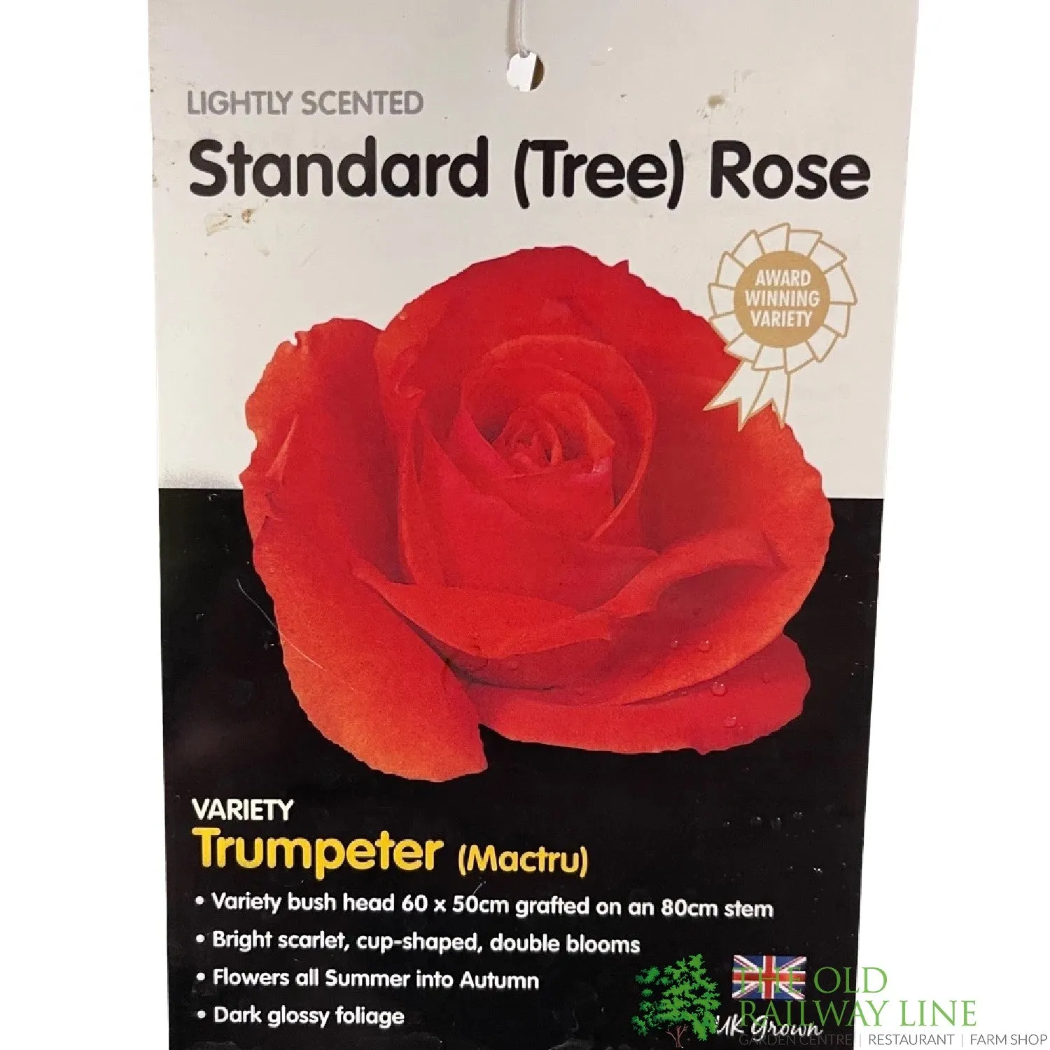 Whartons 'Trumpeter' Red Standard Rose Plant 7.5Ltr Pot